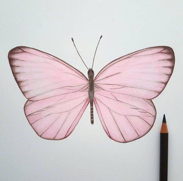 Butterfly Drawing Easy Cute