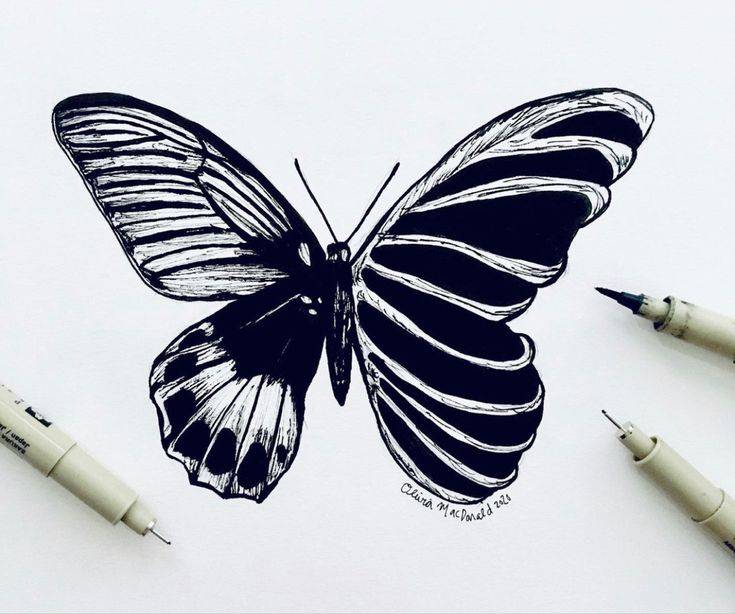 Butterfly Colour In Drawing