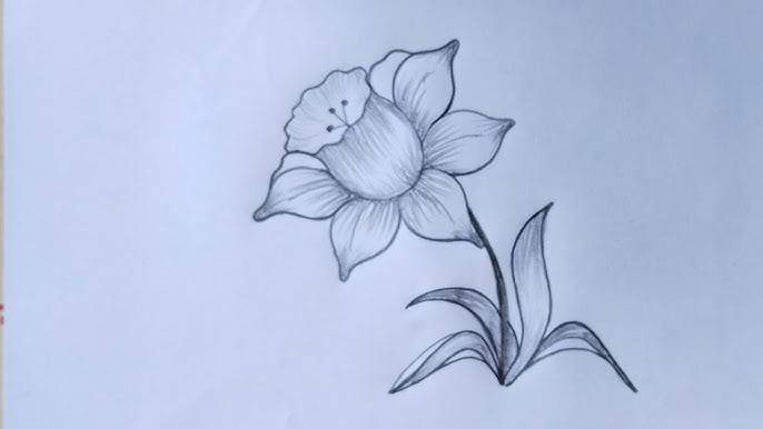 25 Beautiful Flower Drawing Easy