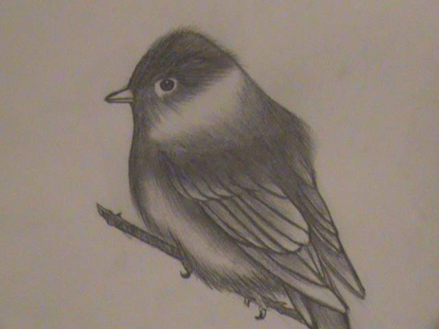 2D Bird Drawing