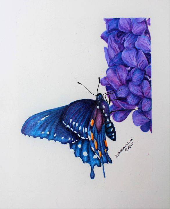 Butterfly Drawing Best