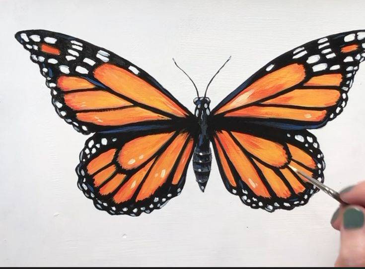 Beautiful Butterfly Drawing Picture