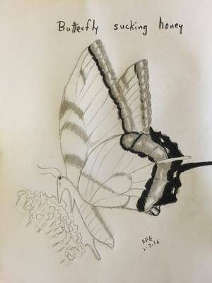 Butterfly Drawing And Flower