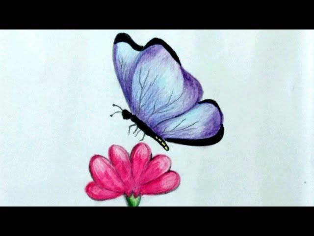 Butterfly And Honey Bee Drawing