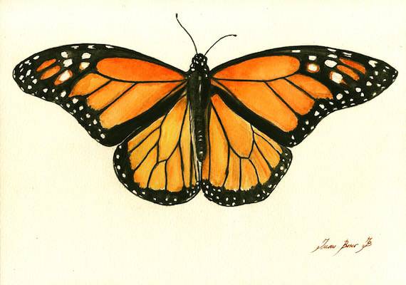 Butterfly Cartoon Sketch