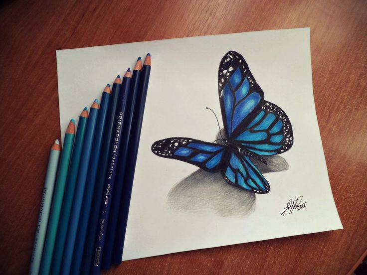 Botanical Butterfly Drawing