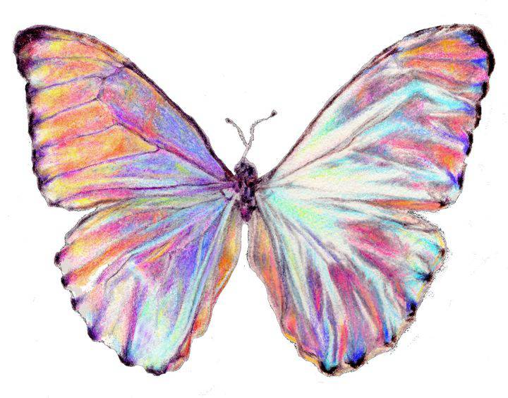 Butterfly Drawing For