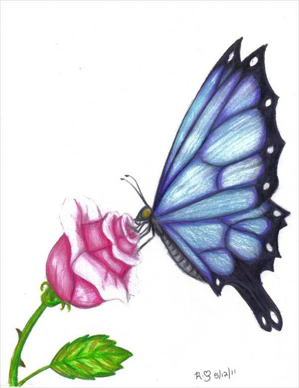 A Drawing Of Butterfly