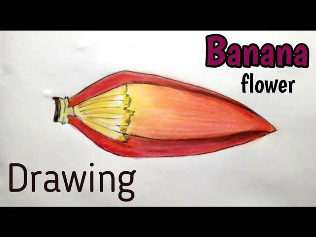 A Beautiful Flower Drawing