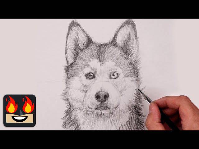 A Dog Easy Drawing