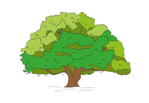 A Drawing Of Tree