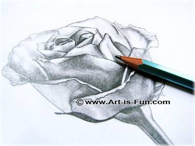 A Drawing Rose