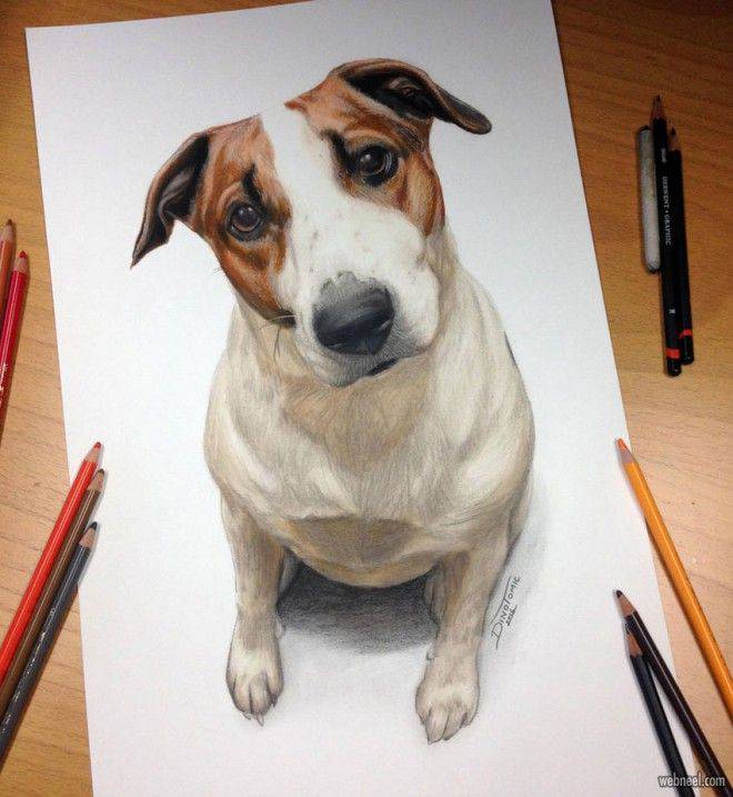 A Picture Of A Dog Drawing