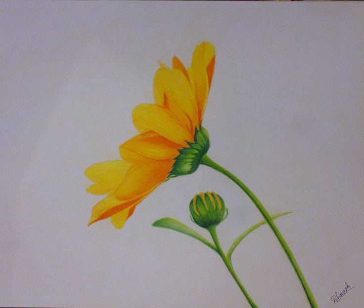 A Picture Of A Flower Drawing