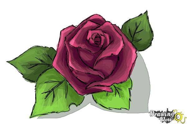 A Red Rose Drawing