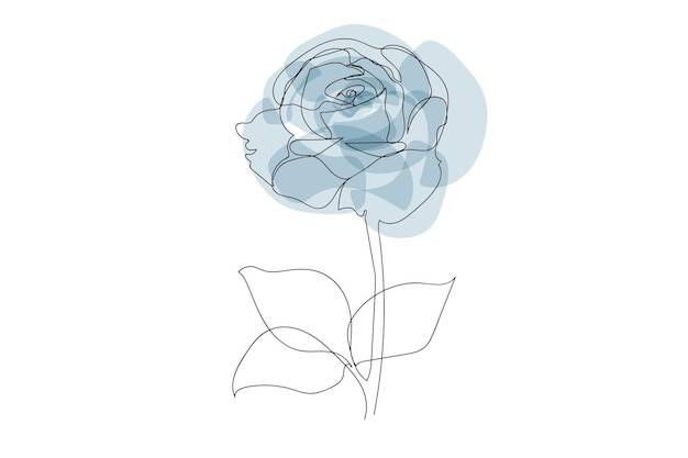 A Rose Flower Drawing