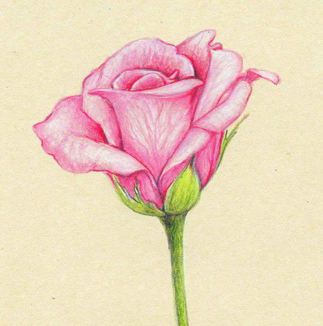 A Rose Flower Drawing