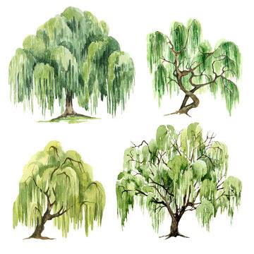 Acacia Tree Drawing