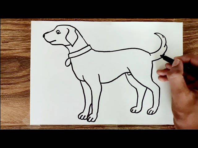 American Pitbull Drawing