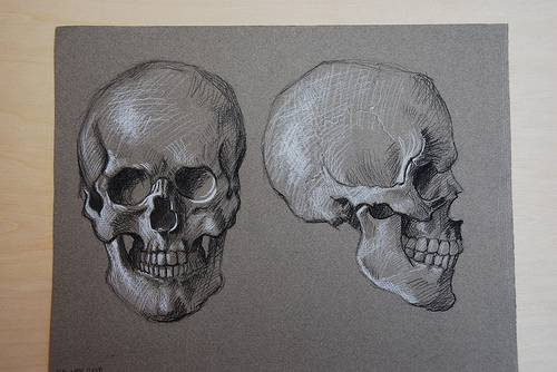 Anatomy Drawing Skull