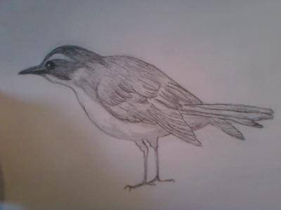 Art Bird Drawing