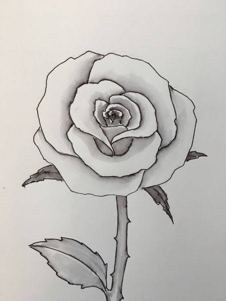 Art Rose Drawing Pencil