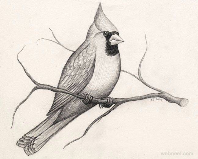 Audubon Drawings