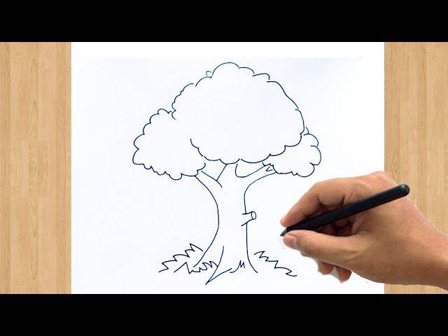 Baobab Tree Drawing