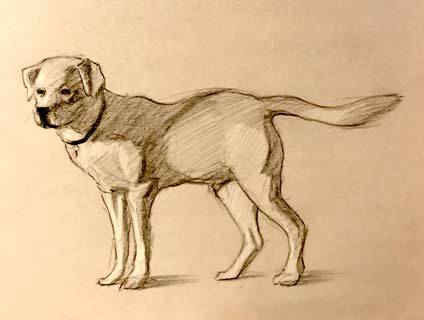 Basset Hound Line Drawing