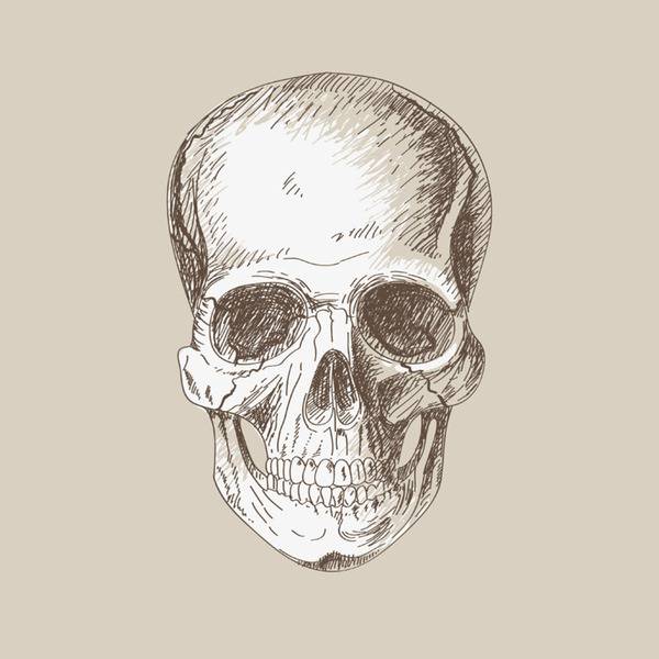 Bear Skull Drawing