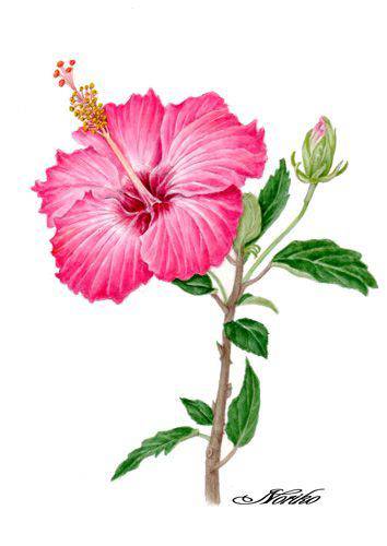 Beautiful Hibiscus Flower Drawing