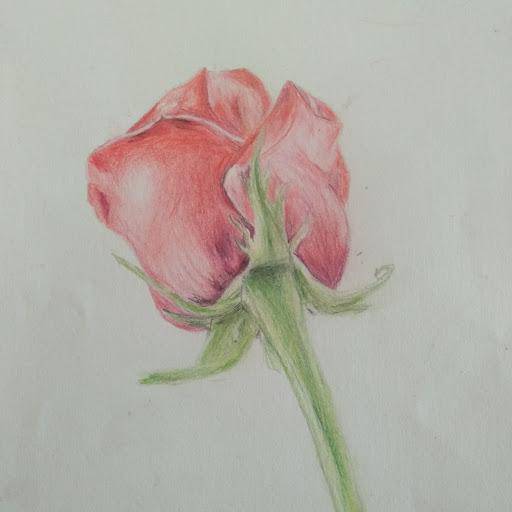 Beautiful Red Rose Drawing