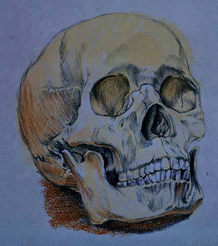 Beautiful Skull Drawing