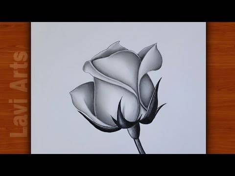 Big Rose Drawing