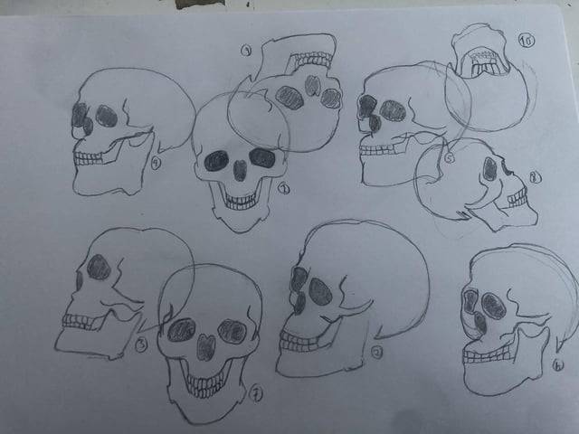 Bison Skull Sketch