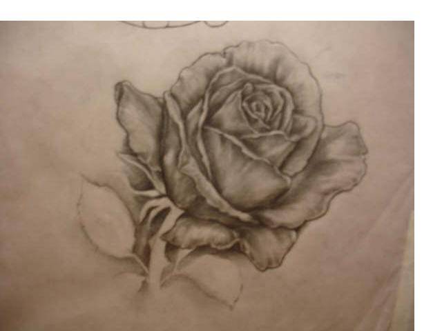 Botanical Drawing Rose