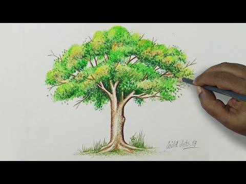 Branches Drawings