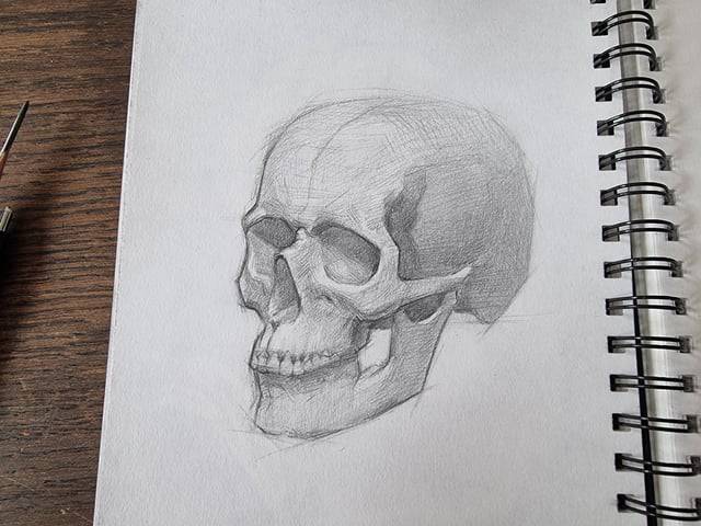 Bull Head Skull Drawing