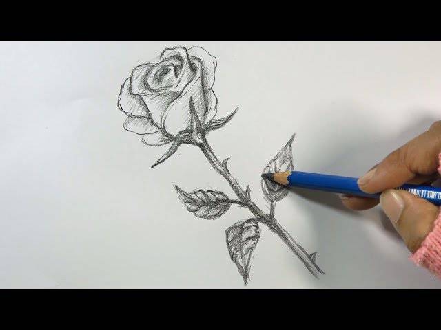 Butterfly With Roses Drawing