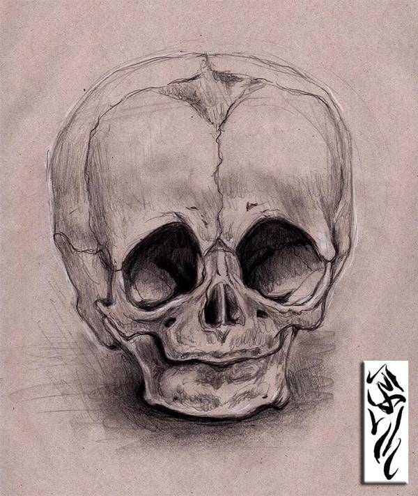 Canine Skull Drawing