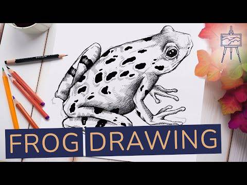 Cartoon Frog Drawing