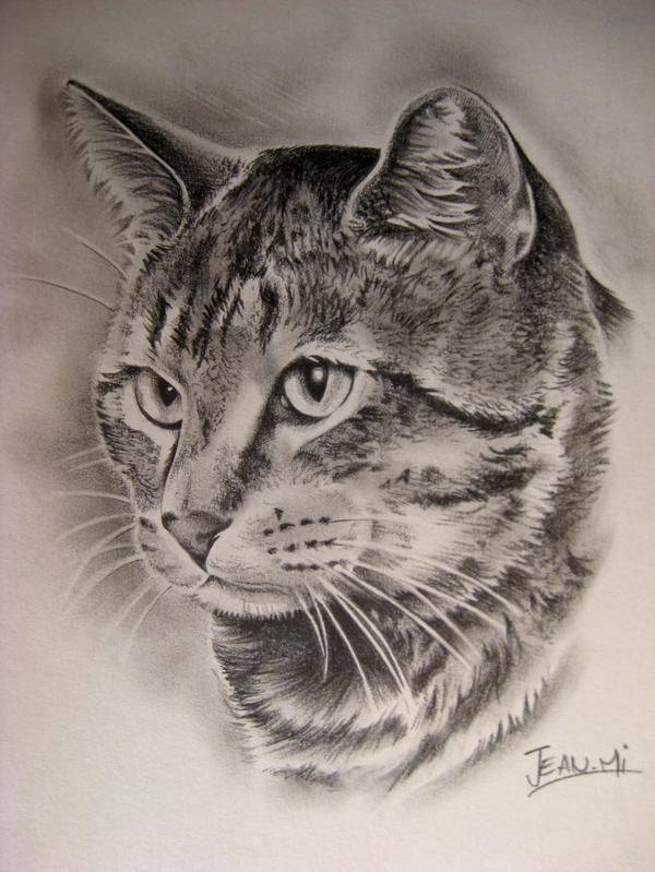 Cat Drawing Sketch