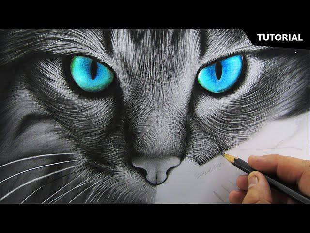 Cat From Alice In Wonderland Drawing