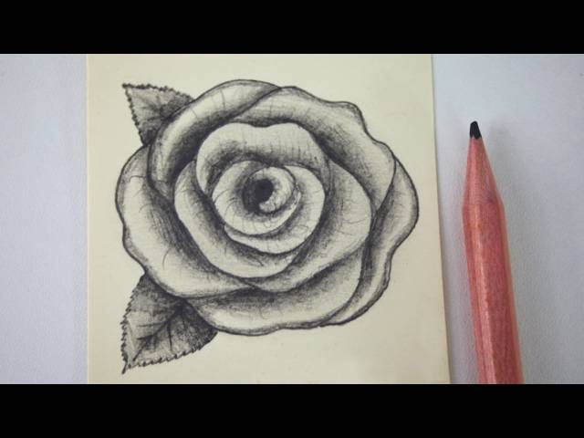 Circle Rose Drawing