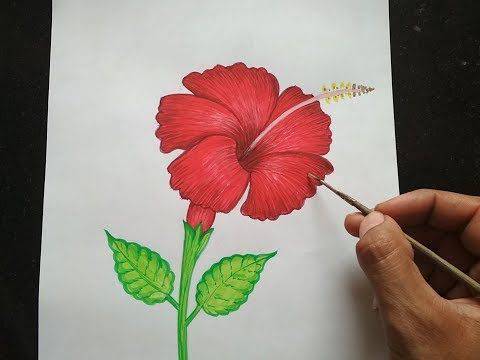 Colored Hibiscus Flower Drawing