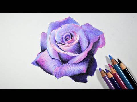 Colour Pencil Drawing Rose