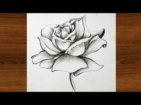 Cool Rose Drawings Easy