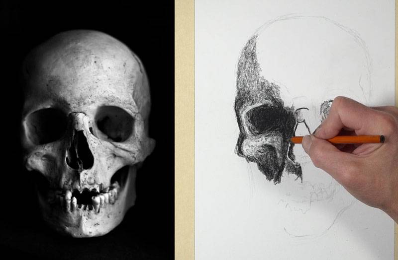 Cow Head Skull Drawing