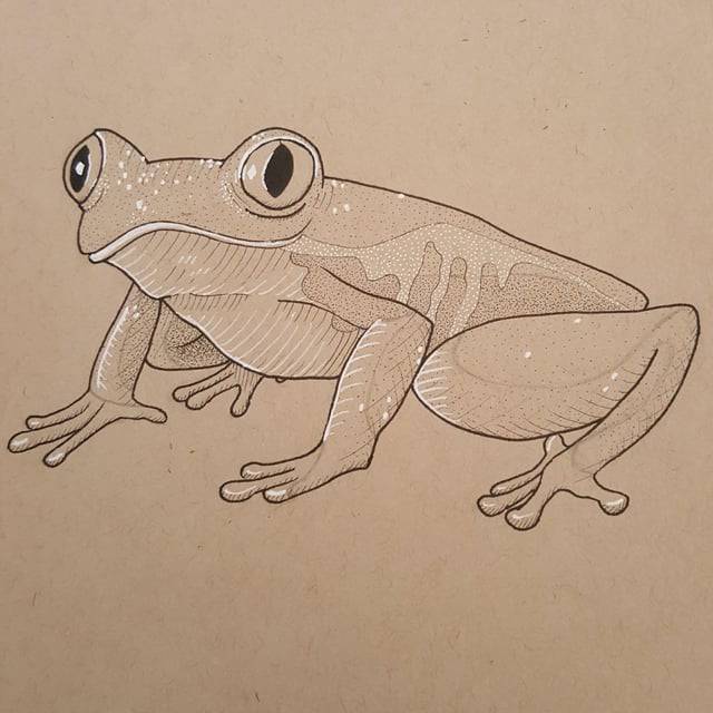 Cowboy Frog Drawing