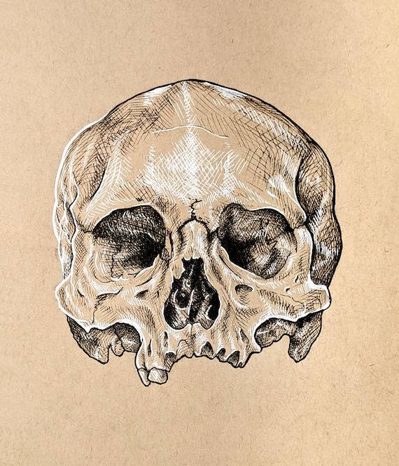 Crow Skull Sketch